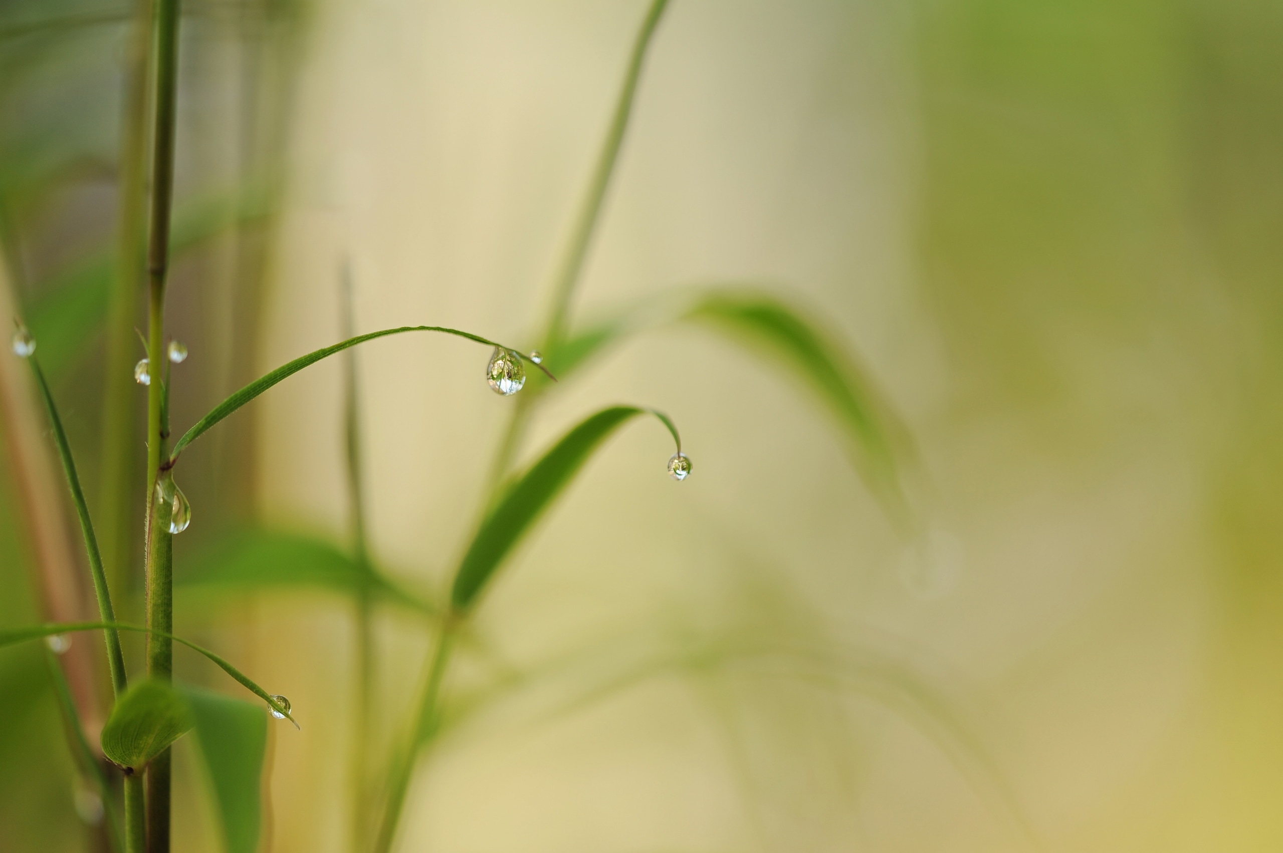 Bamboo