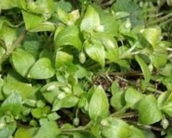 Common Chickweed Stellaria media