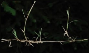 Creeping Bent