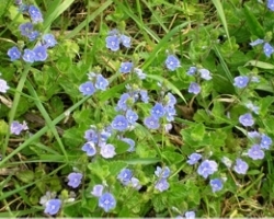 Germander Speedwell Veronica Chamaedrys