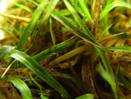 Lawn rusts
