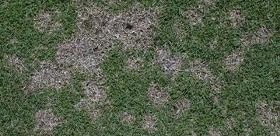 Dollar Spot Sclerotiniahomoeocarpa