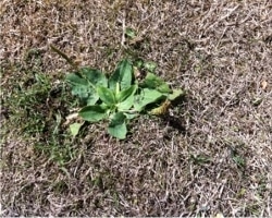 Greater Plantain Plantago Major
