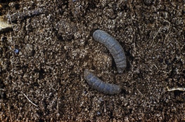 Leather Jacket grubs
