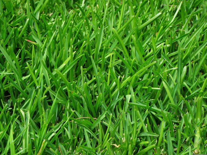 Lawn Care & Treatment Newsletter for Early Spring 2023