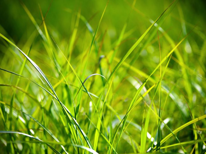 Lawn update early summer 2023