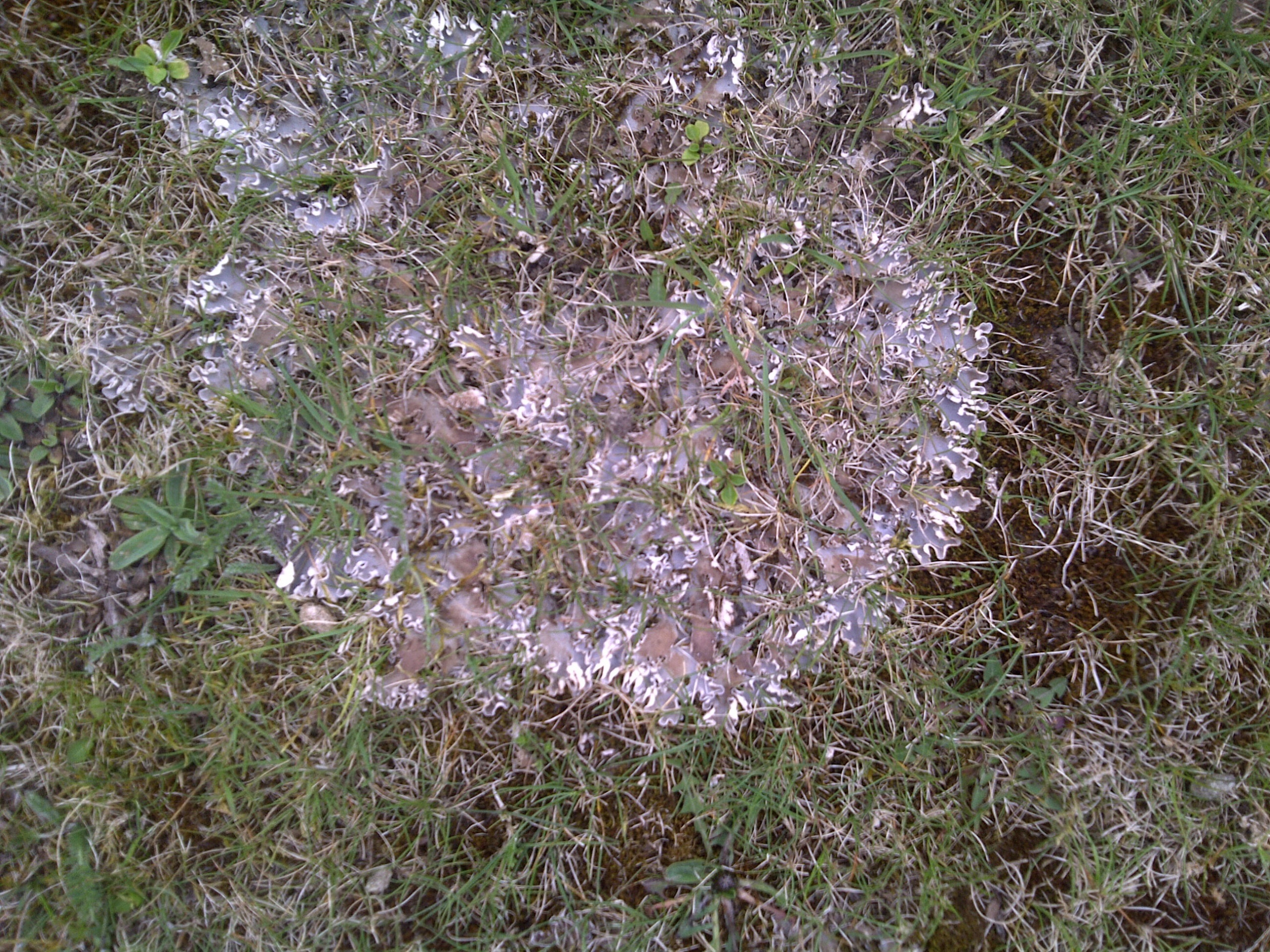To discuss treating or preventing lawn or grass turf diseases and your lawn, please get in touch.