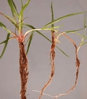 Perennial Ryegrass
