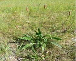 Ribwort Plantain [Plantagolanceolata]