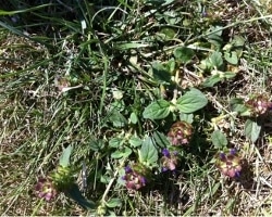 Selfheal Prunella vulgaris