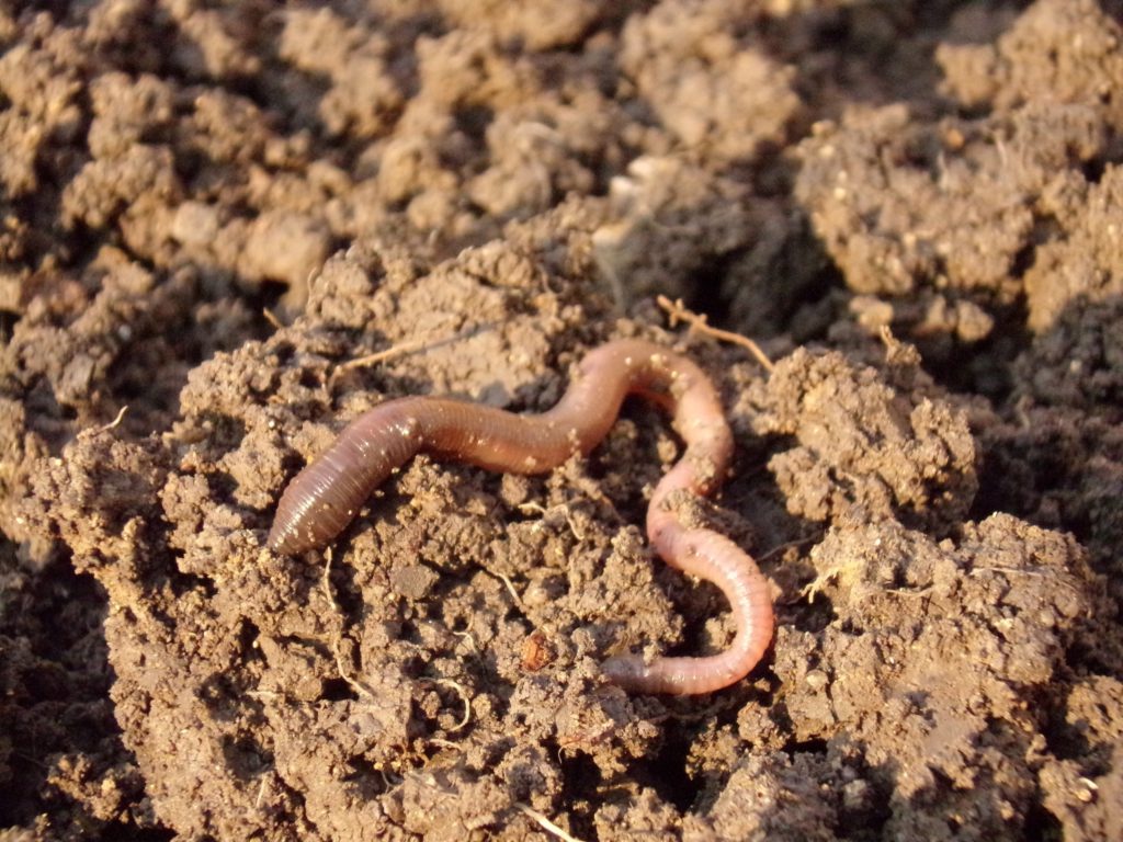 Soil