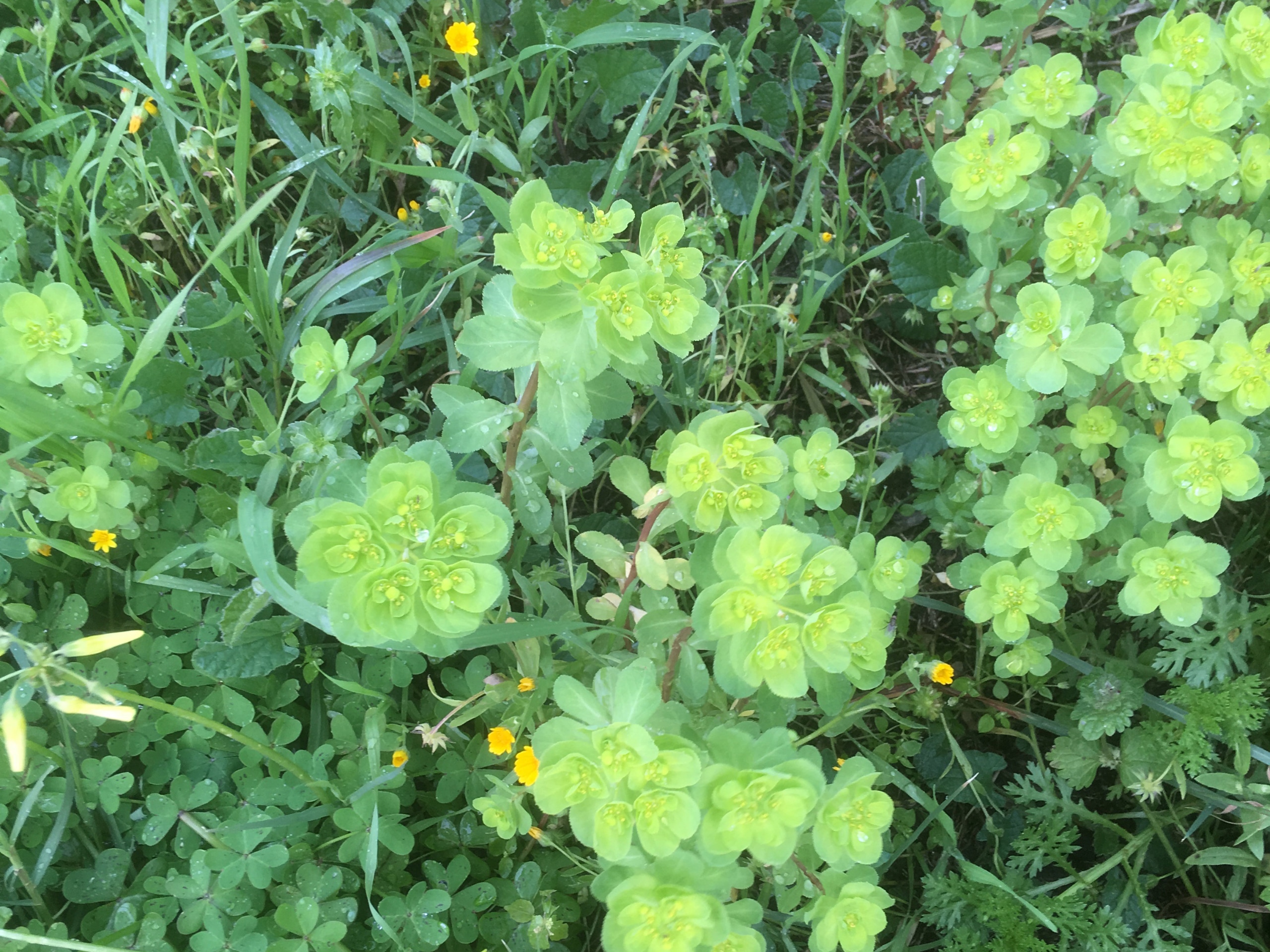 Lawn Weed Control