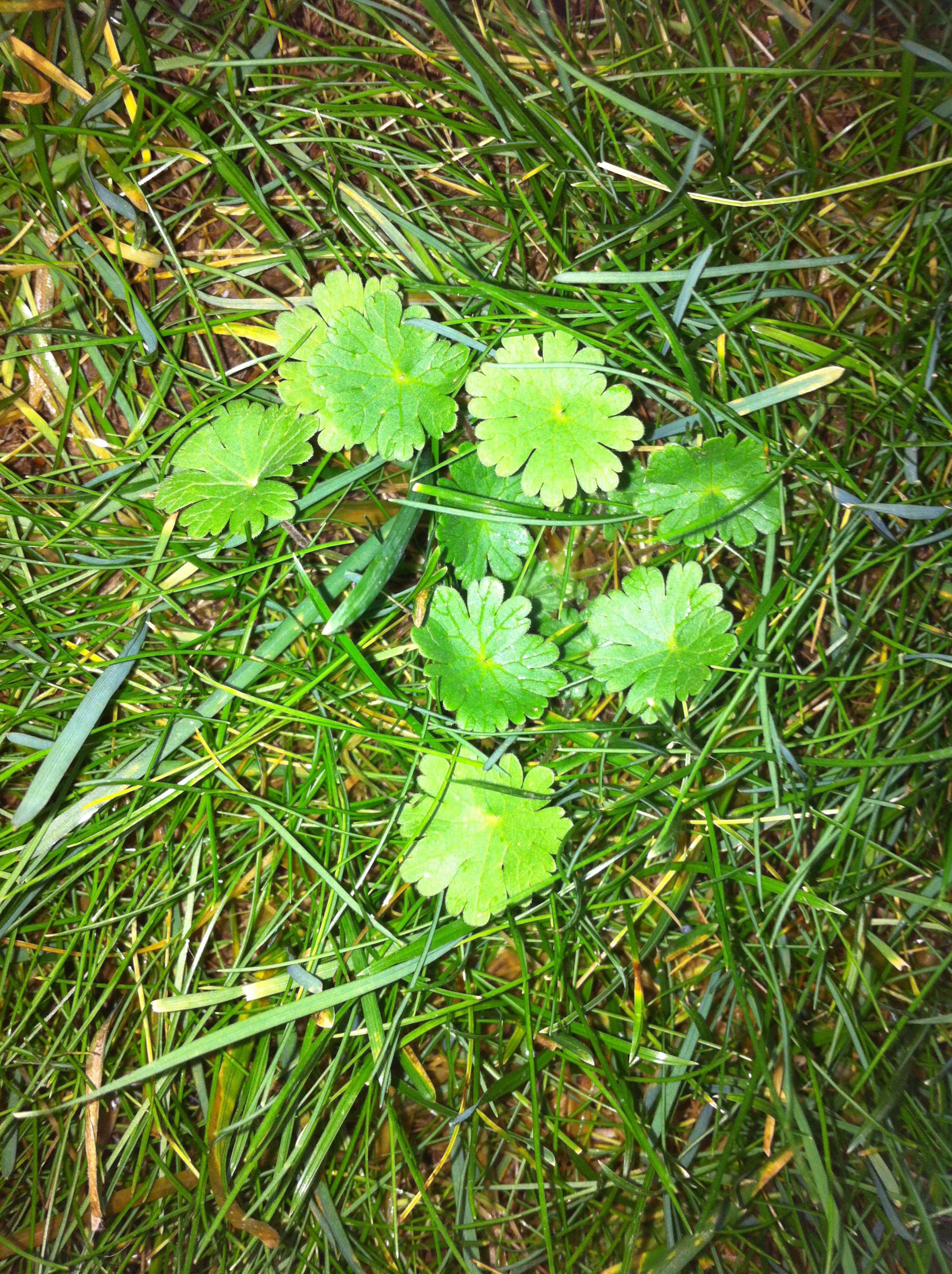 Selective weed control and prevention for lawns