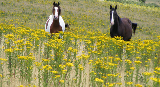Ragwort is dangerous for horses